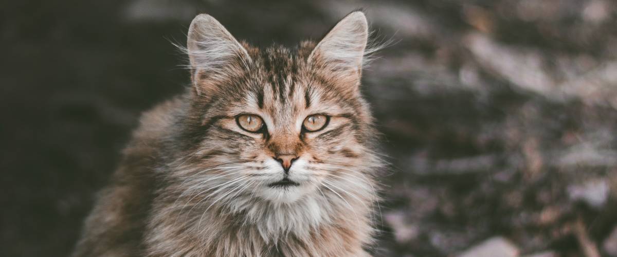 Photo by Vladislav Nikonov on Unsplash
